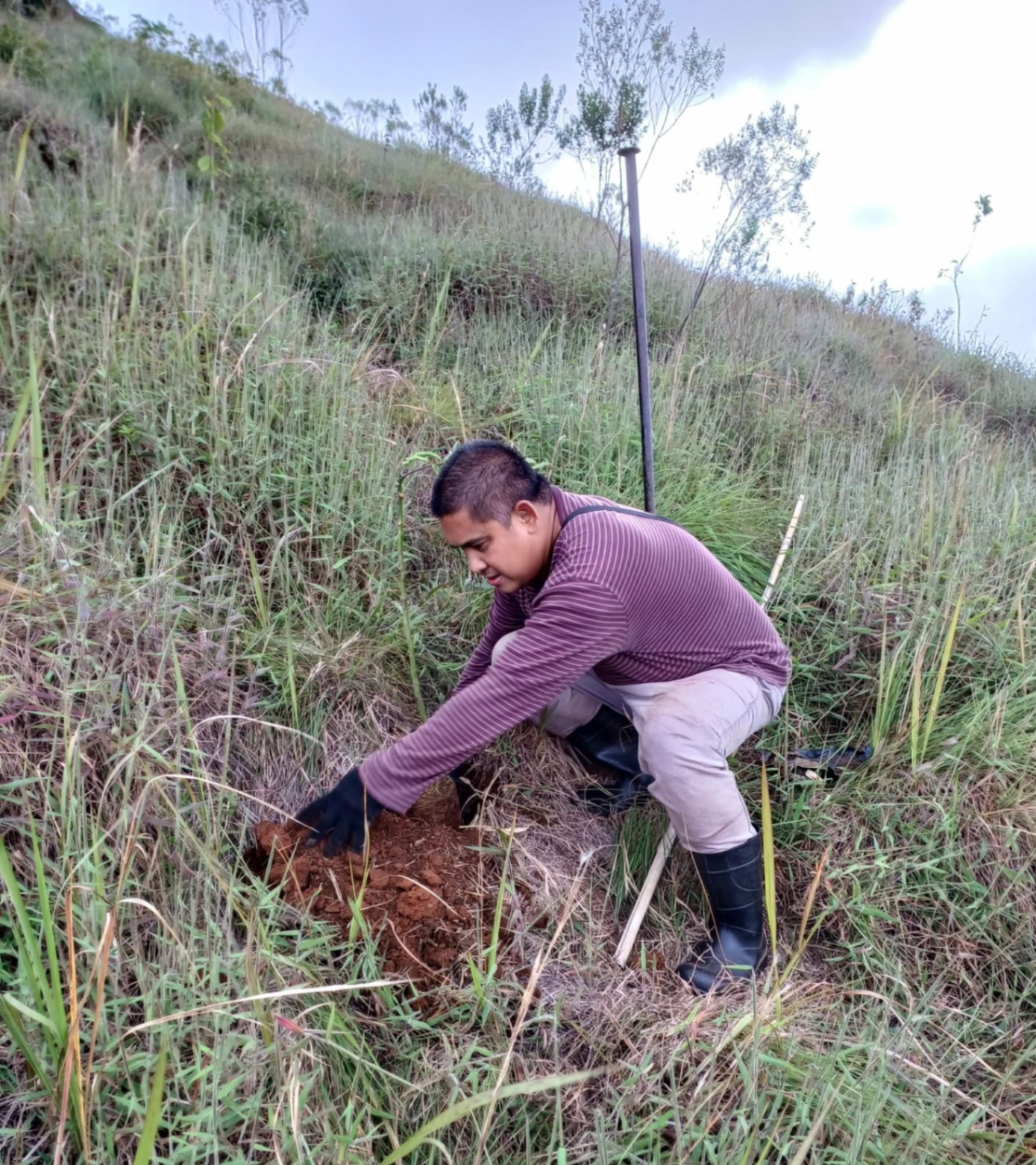 Native Tree Planting in various areas in Teresópolis, Rio de Janeiro — photo 5