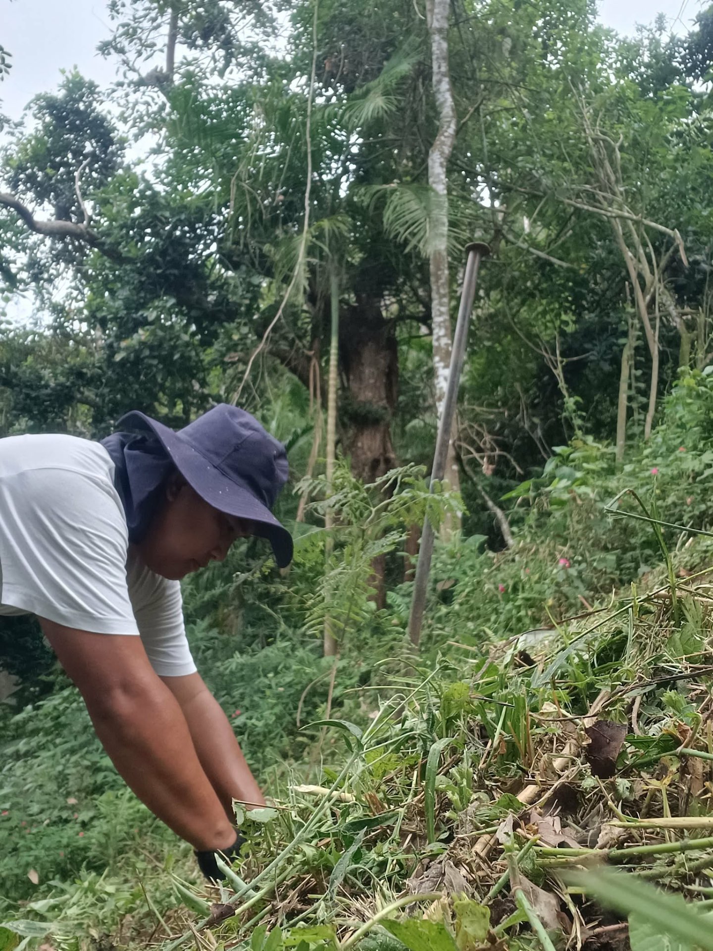 Native Tree Planting in various areas in Teresópolis, Rio de Janeiro — photo 1